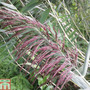 Phragmites australis (Marginal Aquatic)