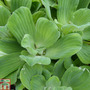 Pistia stratiotes (Floating Aquatic)