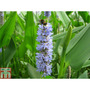 Pontederia cordata var. lanceolata (Marginal Aquatic)