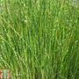 Schoenoplectus lacustris (Marginal Aquatic)