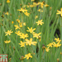 Sisyrinchium californicum
