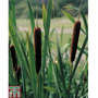 Typha angustifolia (Marginal Aquatic)