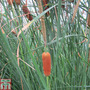 Typha gracilis (Marginal Aquatic)