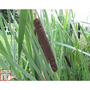 Typha latifolia (Marginal Aquatic)