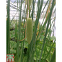 Typha laxmannii (Marginal Aquatic)
