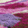 Creeping Phlox Collection