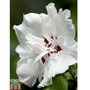 Hibiscus syriacus 'China Chiffon'