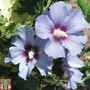 Hibiscus syriacus 'Marina'