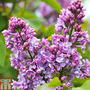 Lilac 'Charles Joly'