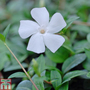 Vinca minor f. alba