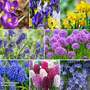 Spring Pizzazz Bulb Collection