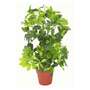 75cm Artificial Arboricola Gold Capella Plant
