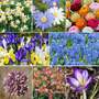 400 Spring Flowering Bulb Bundle