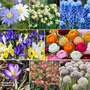 400 Spring Flowering Bulb Bundle