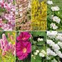 Spring Saver Shrub Collection