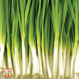 Spring Onion 'Feast' F1 Hybrid - Seeds
