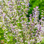 Salvia sclarea var. turkestanica