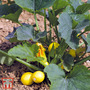 Pumpkin 'Summer Ball' F1 Hybrid