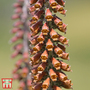 Foxglove 'Milk Chocolate'