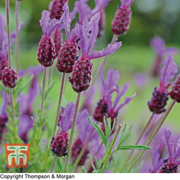 Lavender (French) - Seeds