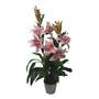 90cm (3ft) Artificial Lily Stargazer Style Lillies Plant Large Flowers Pink