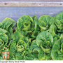 Lettuce 'Winter Gem' (Cos) - Seeds