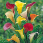 Calla Lily 'Spectrum Mixed'