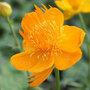 Trollius chinensis 'Golden Queen'