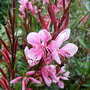Gaura lindheimeri 'Passionate Blush'