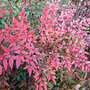 Nandina domestica 'Flirt'