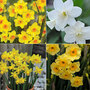 Narcissus Collection