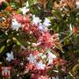 Abelia x grandiflora
