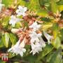 Abelia x grandiflora 'Francis Mason'