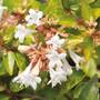 Abelia x grandiflora 'Francis Mason'