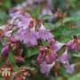 Abelia 'Pink Pong'