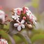 Abelia mosanensis