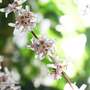 Abeliophyllum distichum