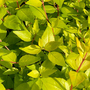 Abelia x grandiflora 'Gold Jewel'