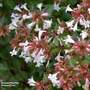 Abelia x grandiflora