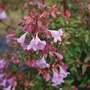 Abelia 'Pink Pong'