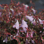 Abelia 'Pinky Bells'