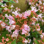 Abelia x grandiflora 'Raspberry Profusion'