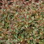 Abelia x grandiflora 'Tricolour Charm'