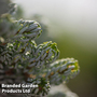 Abies koreana 'Kohouts Icebreaker'