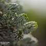 Abies koreana 'Kohouts Icebreaker'