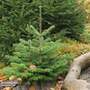 Abies nordmanniana