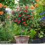 Abutilon megapotamicum 'Red Trumpet' (Patio Standard)