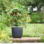 Abutilon megapotamicum