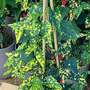 Abutilon megapotamicum 'Variegatum'