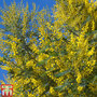 Acacia dealbata